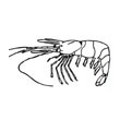 shrimp drawing